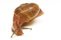 Cryptozona bistrialis India adult